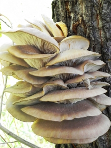 Mushroom Blossom
