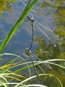 Dragonfly Love