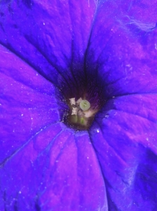 Pansy Stardust