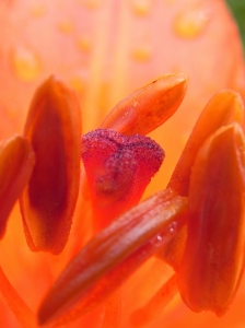 Tangerine Textures